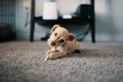 Replace old carpet with new one to transform the look of your room